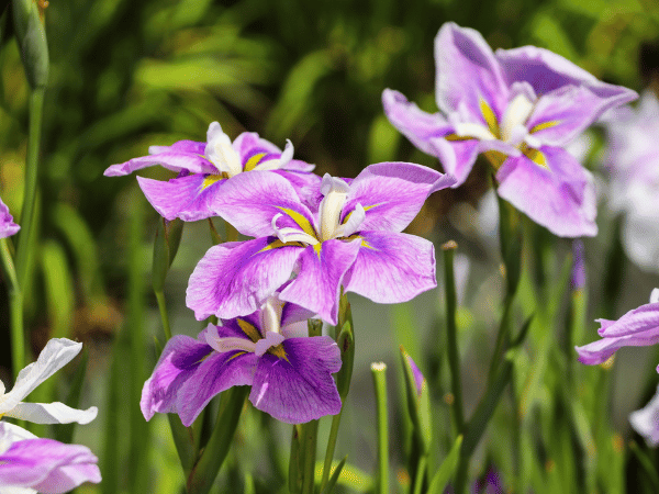 Iris des jardins