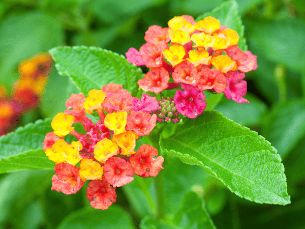 Lantana ou Lantanier