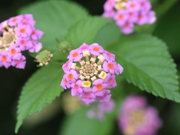 Lantana rampant