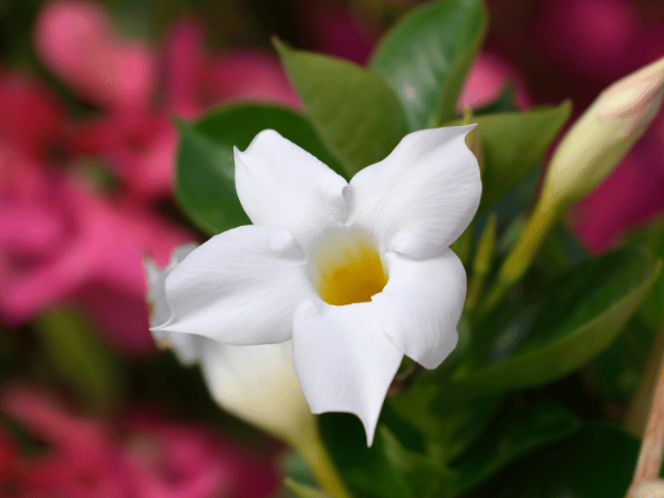 Mandevilla &lsquo;Sundaville&rsquo;