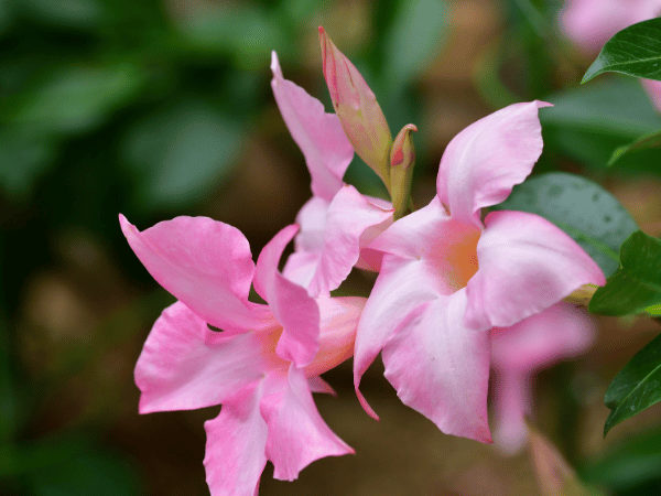 Mandevilla