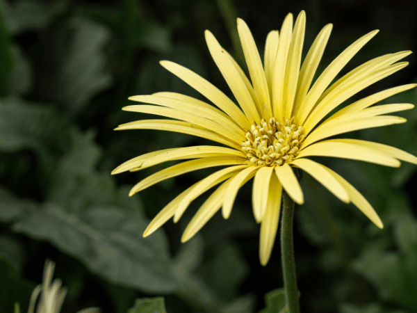 Marguerite africaine