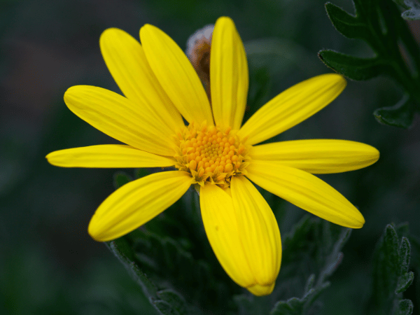 Marguerite des savanes ou Euryops
