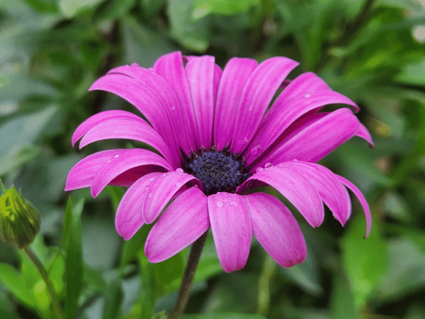 Marguerite du Cap