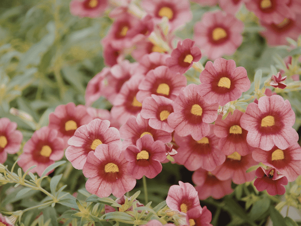 Million Bells ou Calibrachoa