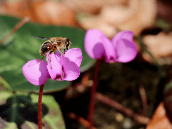 Mini-cyclamen