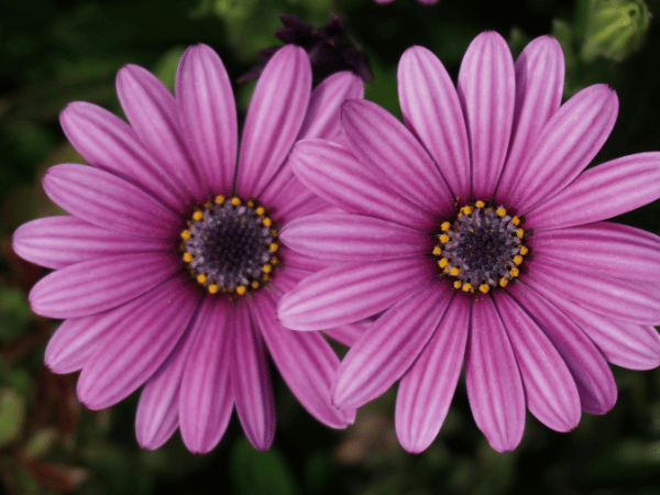 Osteospermum rampant