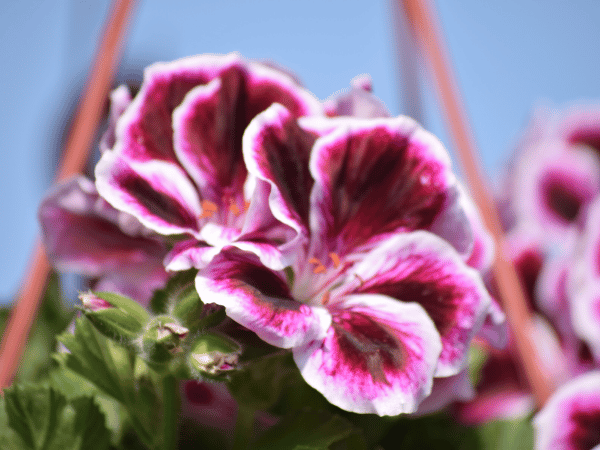Pelargonium randy