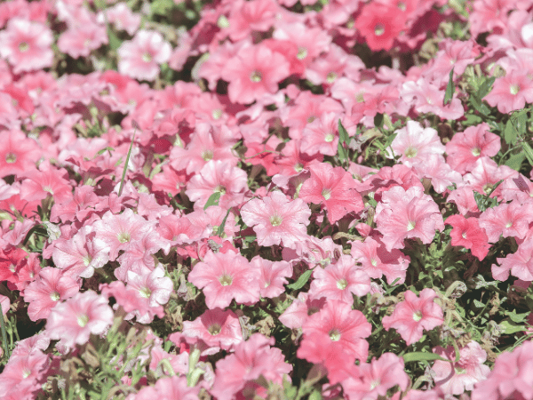 Pétunia &lsquo;Potunia&rsquo;
