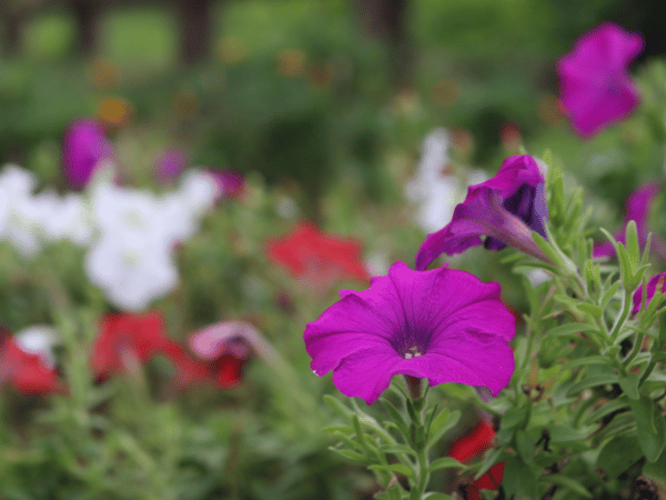 Pétunia mixte