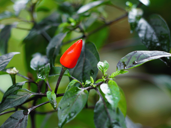 Piment d&rsquo;ornement