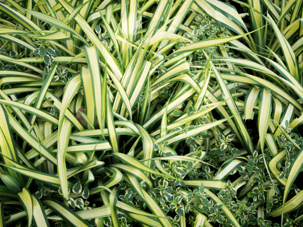 Plante araignée