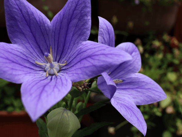 Platycodon
