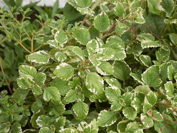 Plectranthus ou Germaine faux-coléus