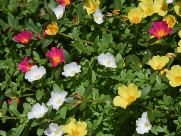 Portulaca