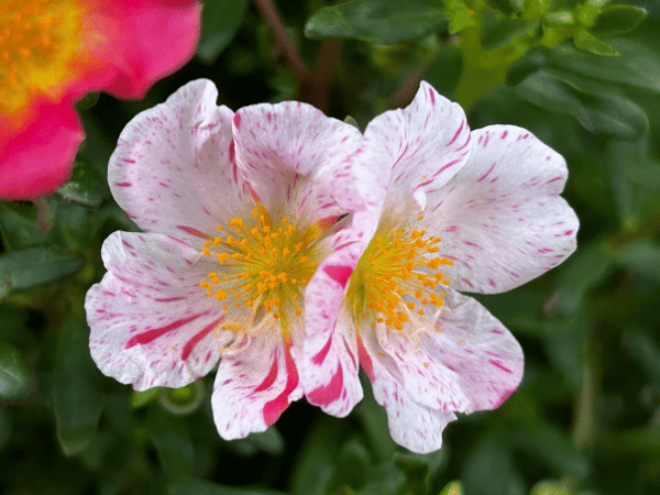 Pourpier à grandes fleurs