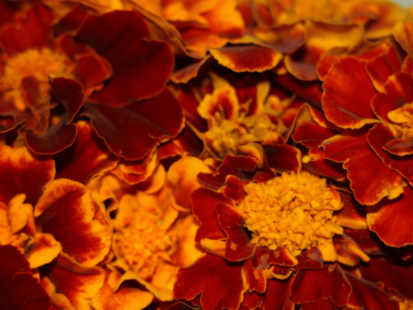 Rose d&rsquo;Inde