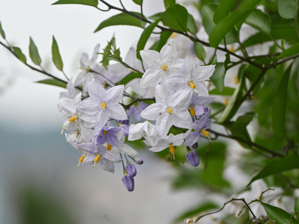 Solanum, Faux jasmin