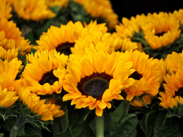 Tournesol
