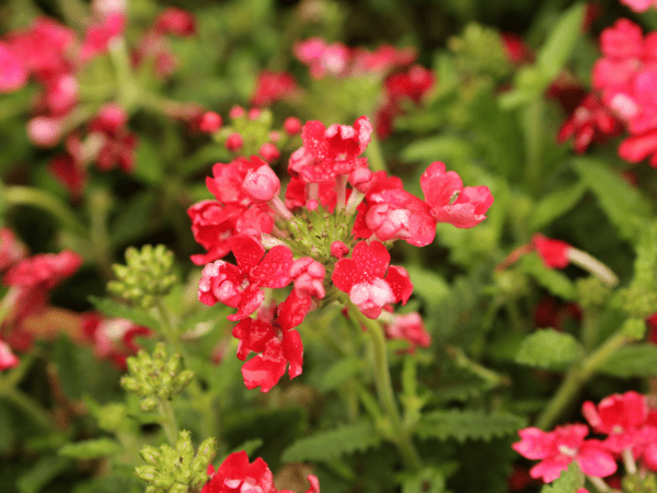 Verveine des jardins