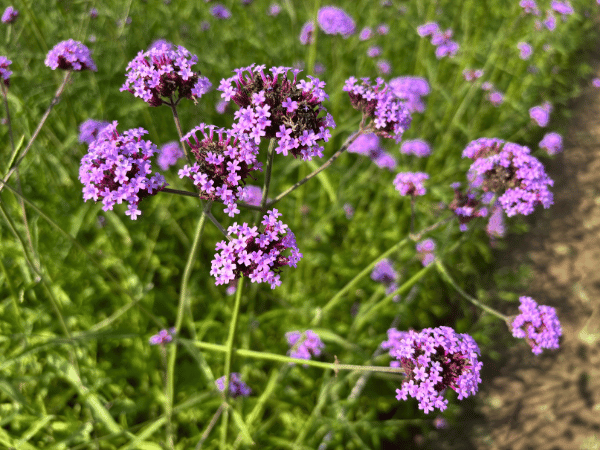 Verveine rampante