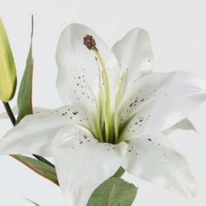 LYS 2FLEURS 1 BOUTON 67CM BLANC