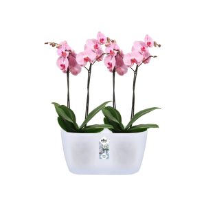 brussels orchidée duo 25cm transparent