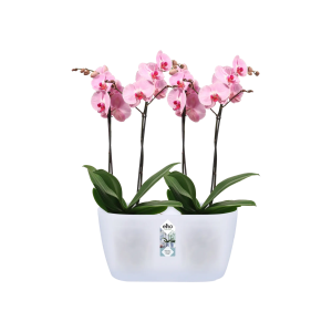 brussels orchidée duo 25cm transparent