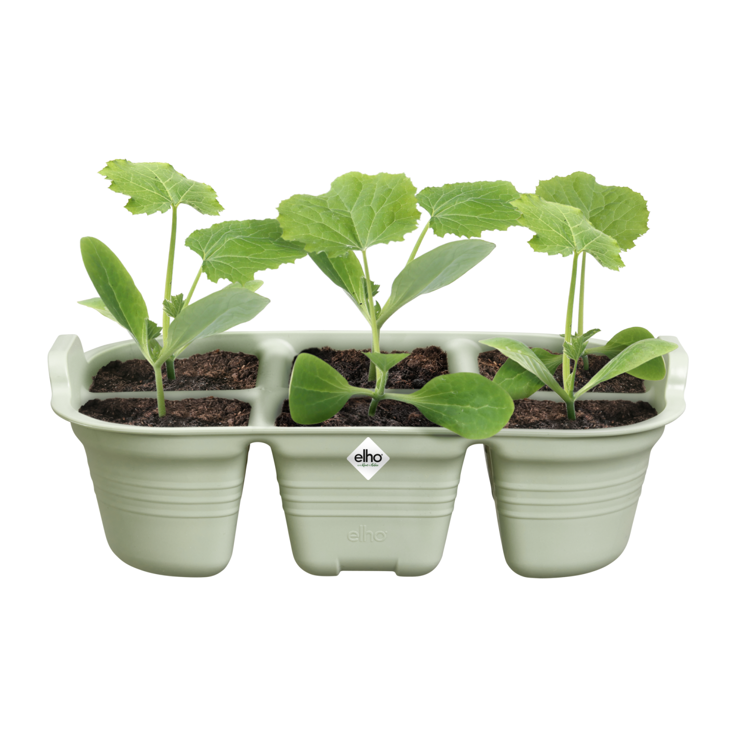 Green Basics plateau de semis 22 vert pierre – Image 4