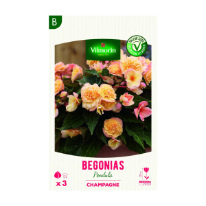 BEGONIA GRANDE FLEURS CHAMPAGNE