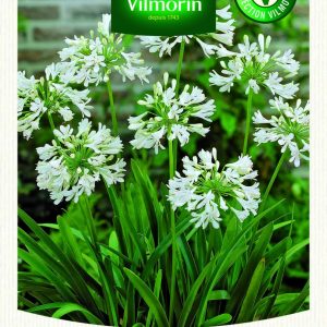 AGAPANTHE UMBELATUM BLANCHE