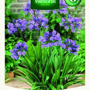 AGAPANTHUS UMBELATUM BLEUE