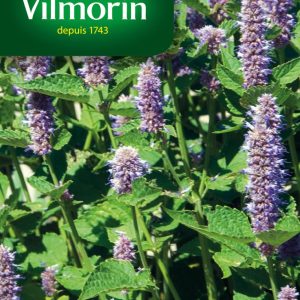 AGASTACHE RUGOSA
