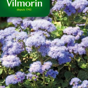 AGERATUM ROI DES BLEUS