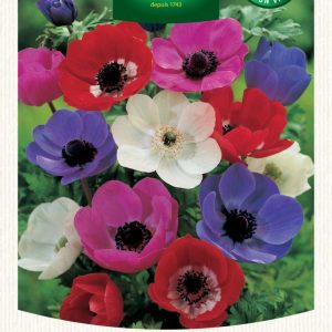 ANEMONE DE CAEN MIX
