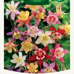 AQUILEGIA MIX