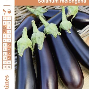 AUBERGINE DE BARBENTANE FGR S1