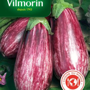 AUBERGINE LISTADA GANDIA