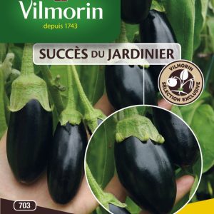 AUBERGINE PICOLA F1  703