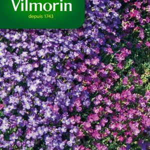 AUBRIETIA MIX