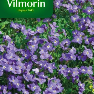 AUBRIETIA ROI DES BLEUS