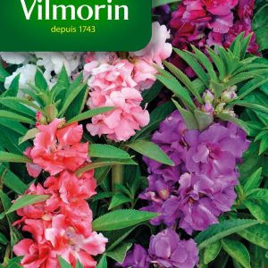 BALSAMINE CAMELIA DOUBLE MIX