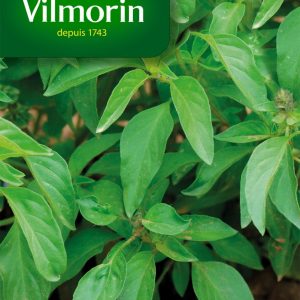 BASILIC CITRON