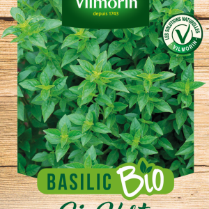 BASILIC FIN VERT BIO