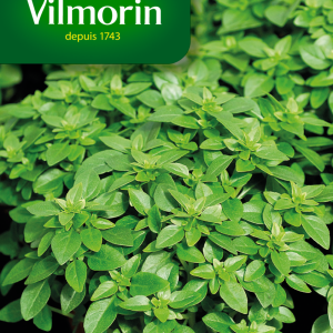 BASILIC FIN VERT COMPACT