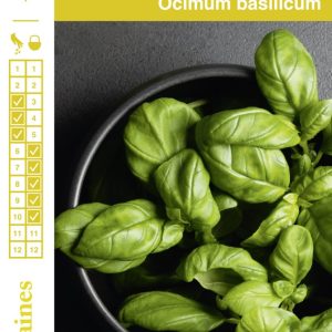 BASILIC GRAND VERT France GRAINES