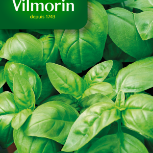 BASILIC GRAND VERT