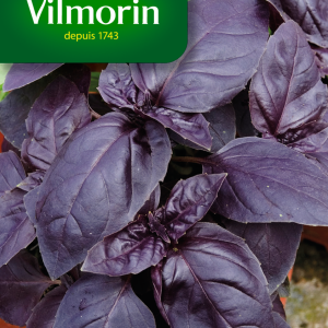 BASILIC POURPRE