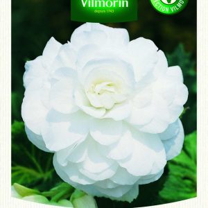 BEGONIA GRANDE FLEURS BLANC