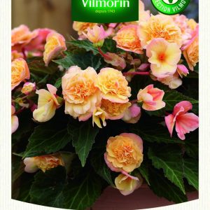 BEGONIA GRANDE FLEURS CHAMPAGNE